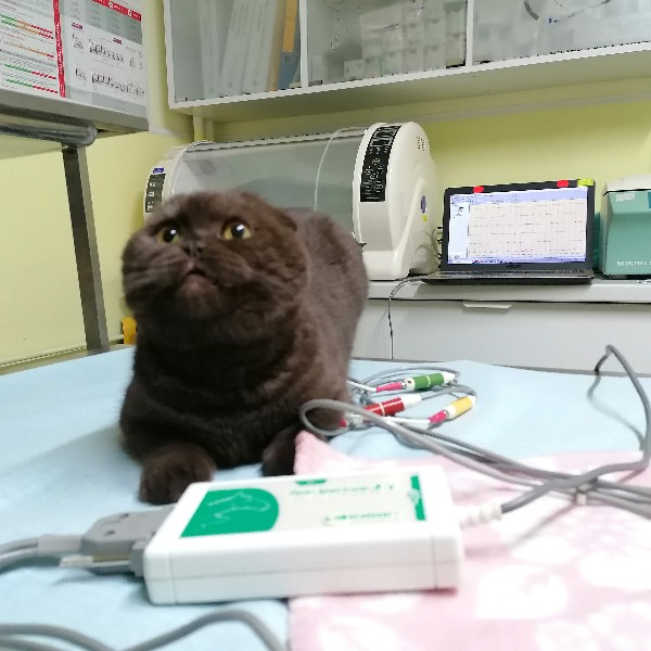 Electrocardiograma