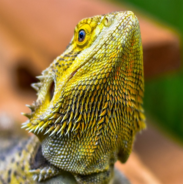 Patologie Exotica
